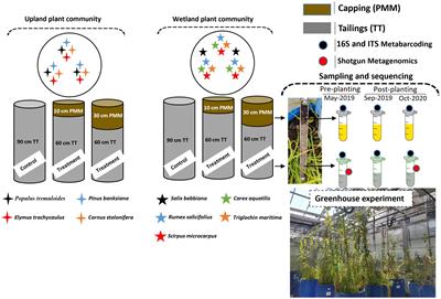 Microbial community structural and functional differentiation in capped thickened oil sands tailings planted with native boreal species